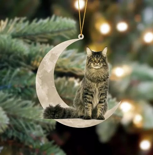 Maine coon cat sits the - maine, on