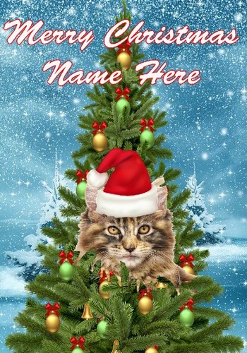 Pnc534 maine coon - coon, cat