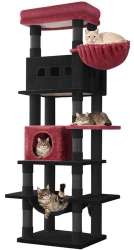 Maine coon cat - coon,