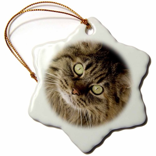 3drose maine coon - 3drose, santa